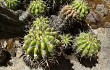 Preview photo Echinopsis bridgesii