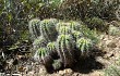 Preview photo Echinopsis bridgesii