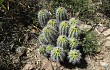 Preview photo Echinopsis bridgesii