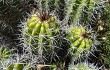 Preview photo Echinopsis bridgesii