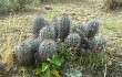 Vista previa de Echinopsis bridgesii