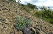 Vista previa de Echinopsis bridgesii