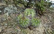 Preview photo Echinopsis bridgesii