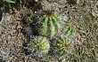 Vista previa de Echinopsis bridgesii