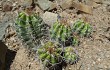 Vista previa de Echinopsis bridgesii