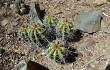 Preview photo Echinopsis bridgesii