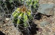 Preview photo Echinopsis bridgesii