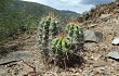 Preview photo Echinopsis bridgesii