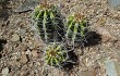 Preview photo Echinopsis bridgesii