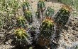 Preview photo Echinopsis bridgesii