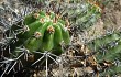 Anteprima di Echinopsis bridgesii