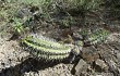 Preview photo Echinopsis bridgesii