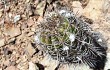 Vista previa de Echinopsis bridgesii