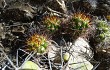 Preview photo Echinopsis bridgesii
