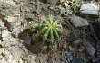 Preview photo Echinopsis bridgesii