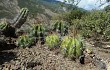 Anteprima di Echinopsis bridgesii