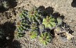 Vista previa de Echinopsis bridgesii