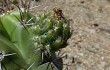 Vista previa de Echinopsis bridgesii