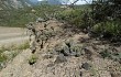 Anteprima di Echinopsis bridgesii