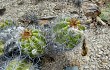 Preview photo Echinopsis bridgesii