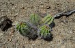 Preview photo Echinopsis bridgesii