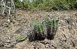 Vista previa de Echinopsis bridgesii