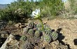 Preview photo Echinopsis bridgesii