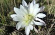 Vista previa de Echinopsis bridgesii