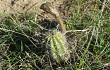 Vista previa de Echinopsis bridgesii