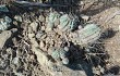 Preview photo Echinopsis bridgesii