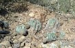 Anteprima di Echinopsis bridgesii