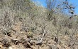 Vista previa de Echinopsis bridgesii