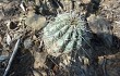 Vista previa de Echinopsis bridgesii