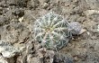 Preview photo Echinopsis bridgesii