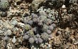 Anteprima di Echinopsis bridgesii