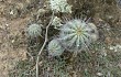 Preview photo Echinopsis bridgesii