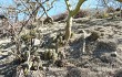 Vista previa de Echinopsis bridgesii