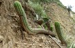 Preview photo Echinopsis bridgesii