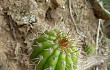 Vista previa de Echinopsis bridgesii