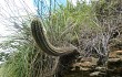 Preview photo Echinopsis bridgesii