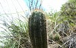 Anteprima di Echinopsis bridgesii