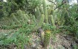 Vista previa de Echinopsis bridgesii