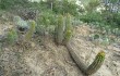 Preview photo Echinopsis bridgesii