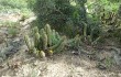 Vista previa de Echinopsis bridgesii