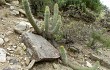 Preview photo Echinopsis bridgesii