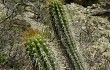 Preview photo Echinopsis bridgesii