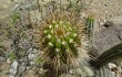 Preview photo Echinopsis bridgesii