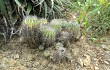 Vista previa de Echinopsis bridgesii