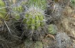 Preview photo Echinopsis bridgesii