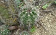 Preview photo Echinopsis bridgesii